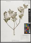 Foto von Salix triandra subsp. amygdalina (L.) Schübl. & G. Martens